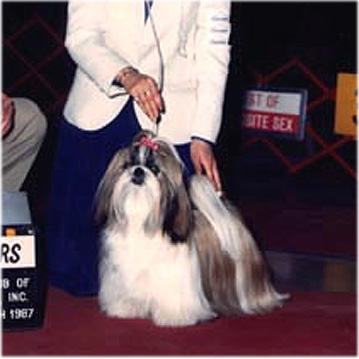 Ch Achilles Dang Sai Dragonfire “Rambo” – Achilles Shih Tzu